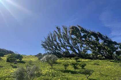Terreni agricoli vendita in Montaña Las Palmas, Telde, Las Palmas, Gran Canaria. 